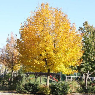 2. Spisslønn (Acer platanoides) Tre