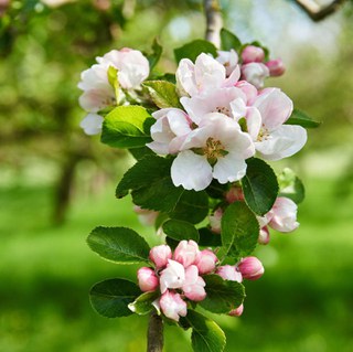 3. Epletre (Malus domestica) Frukttre