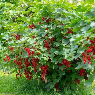 4. Rips (Ribes rubrum) Busk