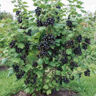 5. Solbær (Ribes nigrum) Busk
